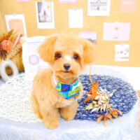 【池下店】2023年8月25日のワンちゃん達♪