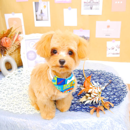 【池下店】2023年8月25日のワンちゃん達♪