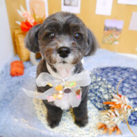 【池下店】2023年8月26日のワンちゃん達♪