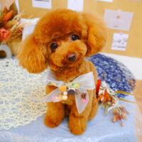 【池下店】2023年8月27日のワンちゃん達♪