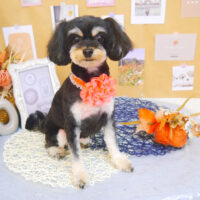 【池下店】2023年8月28日のワンちゃん達♪