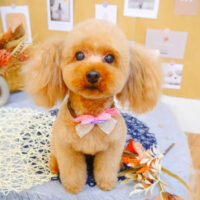 【池下店】2023年8月31日のワンちゃん達♪