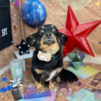 【本店】2023年9月16日のワンちゃん達♪