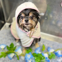 【本店】2023年9月17日のワンちゃん達♪