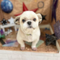 【本店】2023年9月18日のワンちゃん達♪