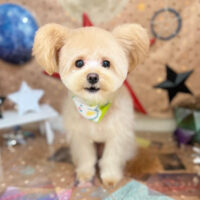 【本店】2023年9月23日のワンちゃん達♪