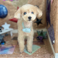 【本店】2023年9月24日のワンちゃん達♪