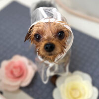 【本店】2023年9月25日のワンちゃん達♪