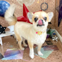 【本店】2023年9月14日のワンちゃん達♪