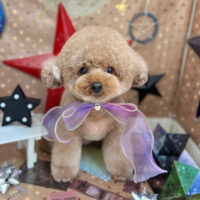 【本店】2023年9月3日のワンちゃん達♪