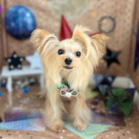 【本店】2023年9月4日のワンちゃん達♪