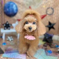 【本店】2023年9月7日のワンちゃん達♪