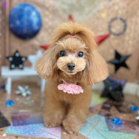 【本店】2023年9月7日のワンちゃん達♪