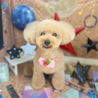 【本店】2023年9月11日のワンちゃん達♪