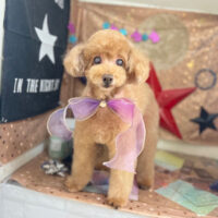 【本店】2023年9月22日のワンちゃん達♪