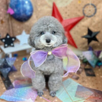 【本店】2023年9月29日のワンちゃん達♪