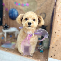 【本店】2023年9月2日のワンちゃん達♪