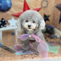 【本店】2023年9月9日のワンちゃん達♪