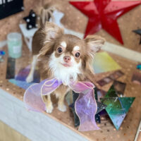 【本店】2023年9月15日のワンちゃん達♪