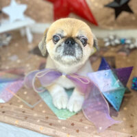 【本店】2023年9月30日のワンちゃん達♪