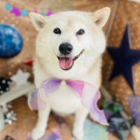 【本店】2023年9月21日のワンちゃん達♪