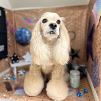 【本店】2023年9月1日のワンちゃん達♪