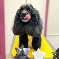 【本店】2023年9月8日のワンちゃん達♪