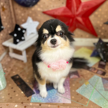 【本店】2023年9月10日のワンちゃん達♪