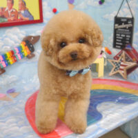 山手店】2023年9月2日のワンちゃん達♪