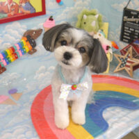 【山手店】2023年9月3日のワンちゃん達♪