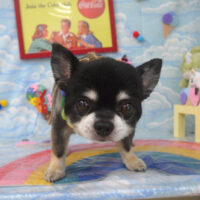 【山手店】2023年9月8日のワンちゃん達♪