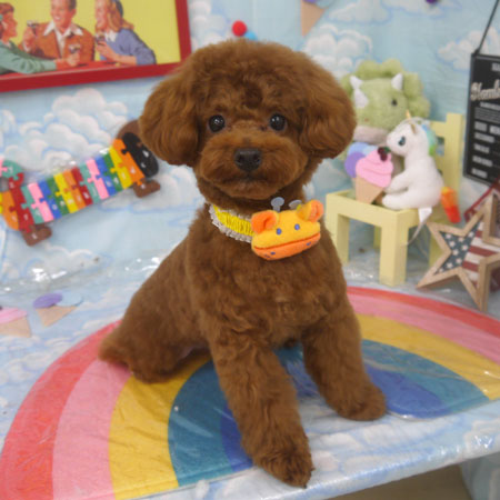 【山手店】2023年9月10日のワンちゃん達♪