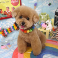 【山手店】2023年9月11日のワンちゃん達♪