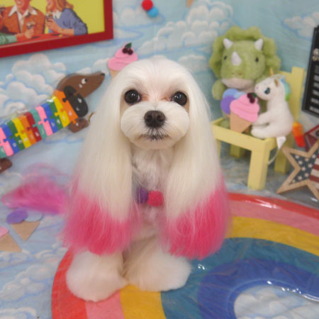 【山手店】2023年9月14日のワンちゃん達♪