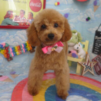 【山手店】2023年9月18日のワンちゃん達♪