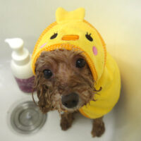 【山手店】2023年9月22日のワンちゃん達♪