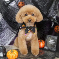 【山手店】2023年9月23日のワンちゃん達♪