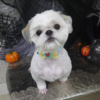 【山手店】2023年9月24日のワンちゃん達♪