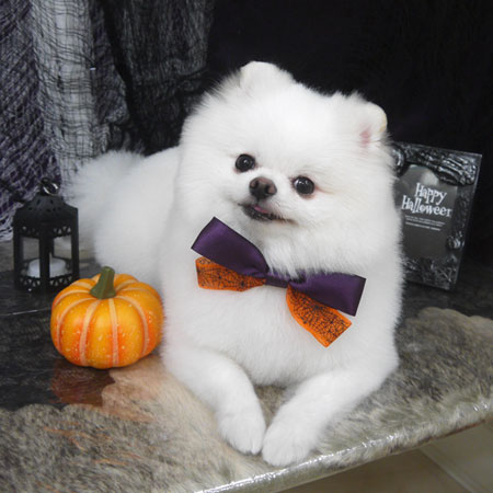 【山手店】2023年9月28日のワンちゃん達♪