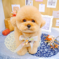 【池下店】2023年9月1日のワンちゃん達♪