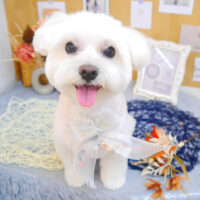 【池下店】2023年9月2日のワンちゃん達♪