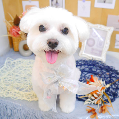 【池下店】2023年9月2日のワンちゃん達♪