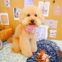 【池下店】2023年9月3日のワンちゃん達♪