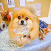 【池下店】2023年9月4日のワンちゃん達♪