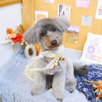 【池下店】2023年9月7日のワンちゃん達♪