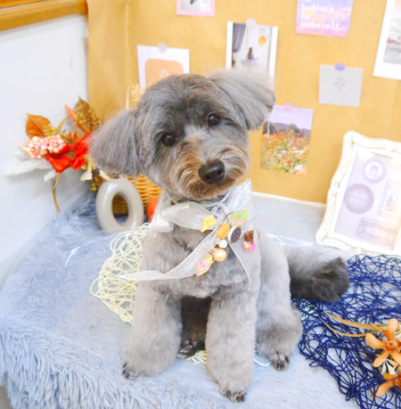 【池下店】2023年9月7日のワンちゃん達♪