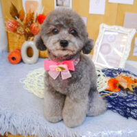 【池下店】2023年9月8日のワンちゃん達♪