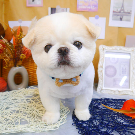 【池下店】2023年9月9日のワンちゃん達♪