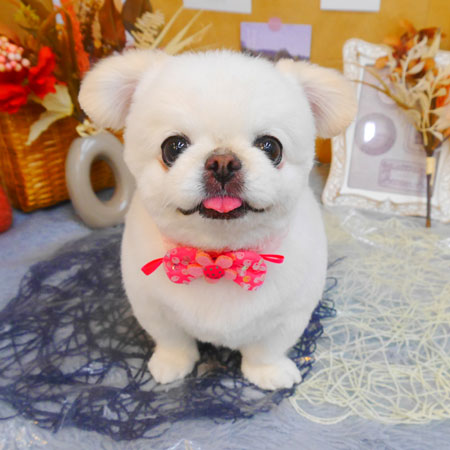 【池下店】2023年9月10日のワンちゃん達♪