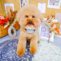 【池下店】2023年9月11日のワンちゃん達♪